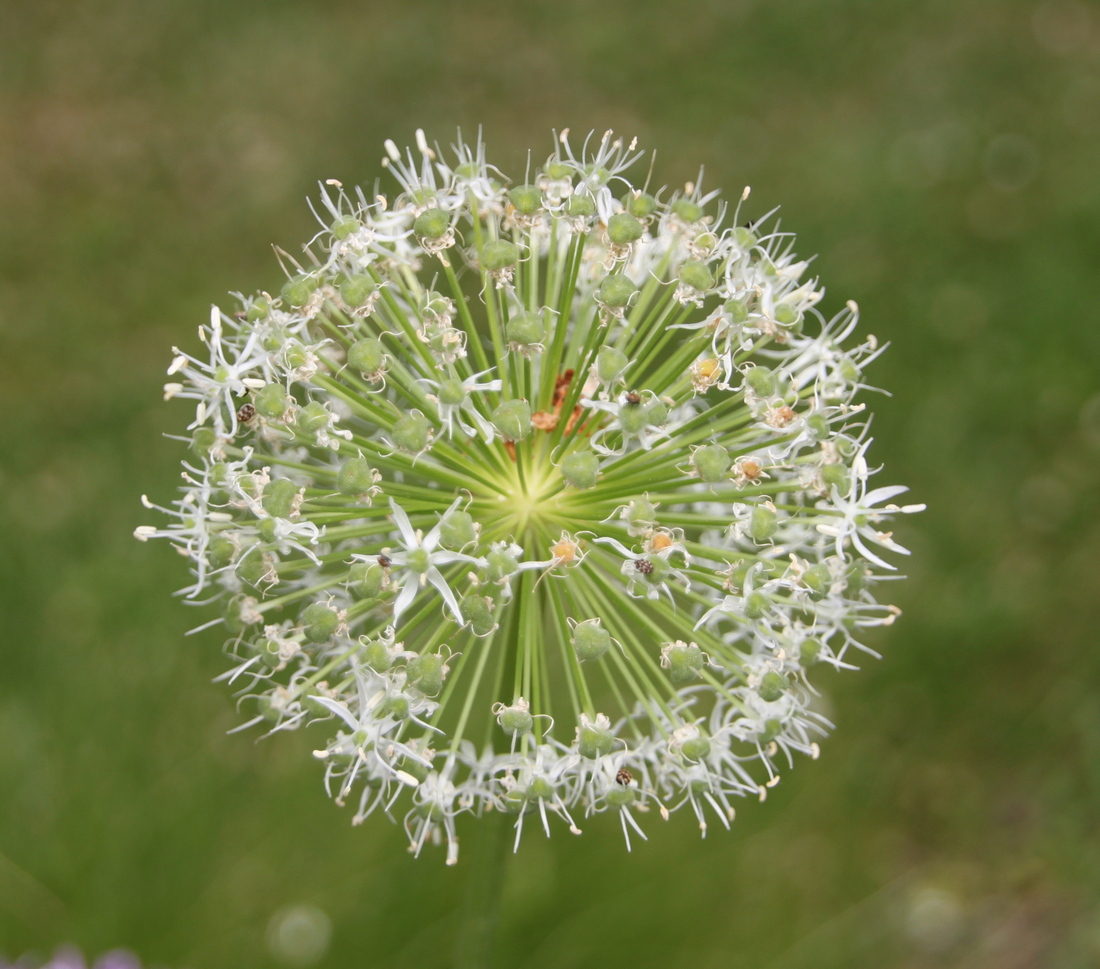 Blomst