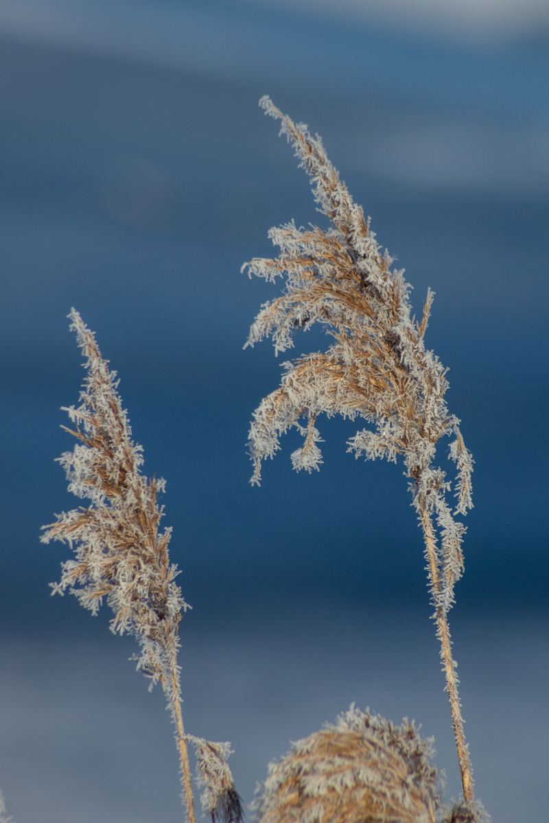Rimfrosen plante