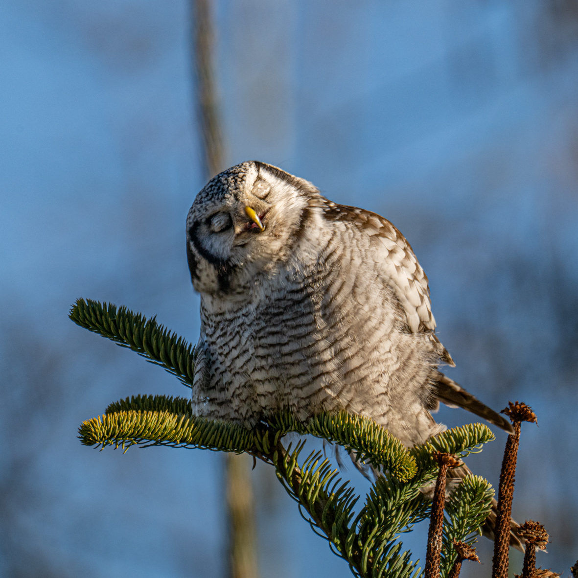 Høgeuglen.